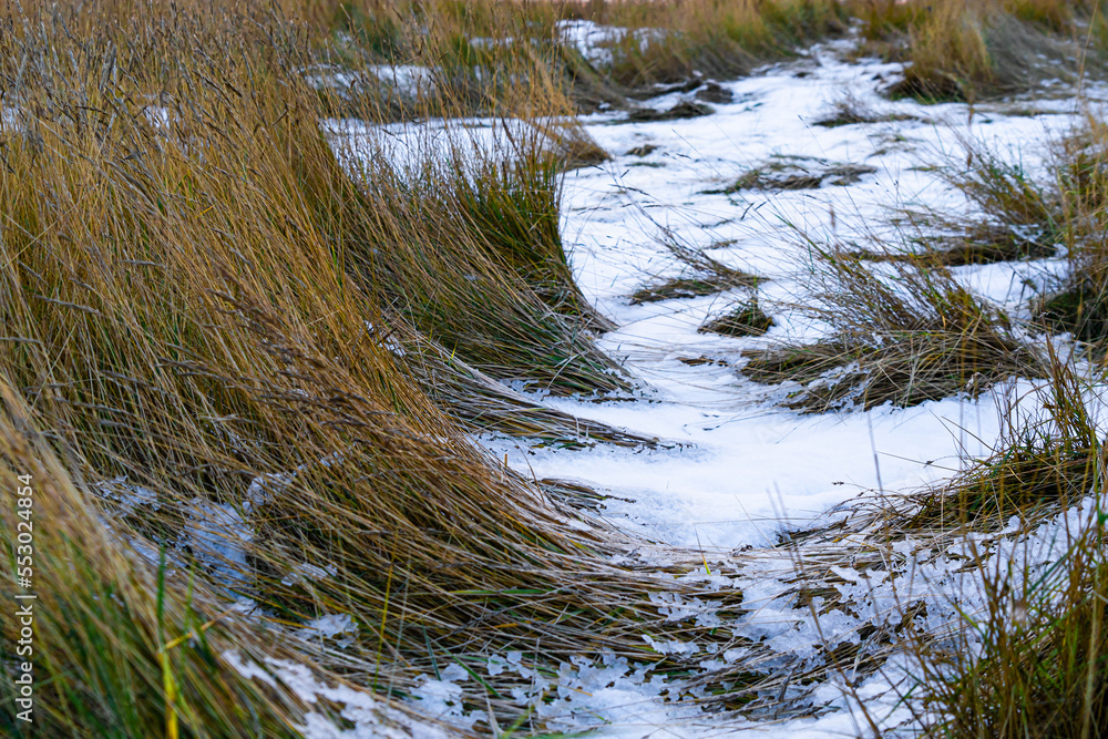 Obraz premium Patches of snow between bundles of windblown beach grass on the waterfront of the Wadden Sea in Denmark
