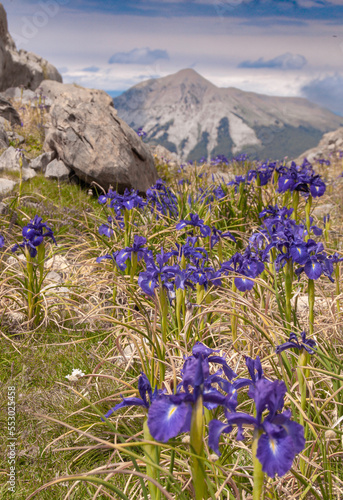 lirio de montaña violeta pirineo