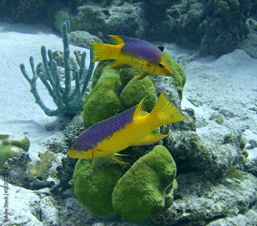 A pair of Spanish Hogfish on the reef
