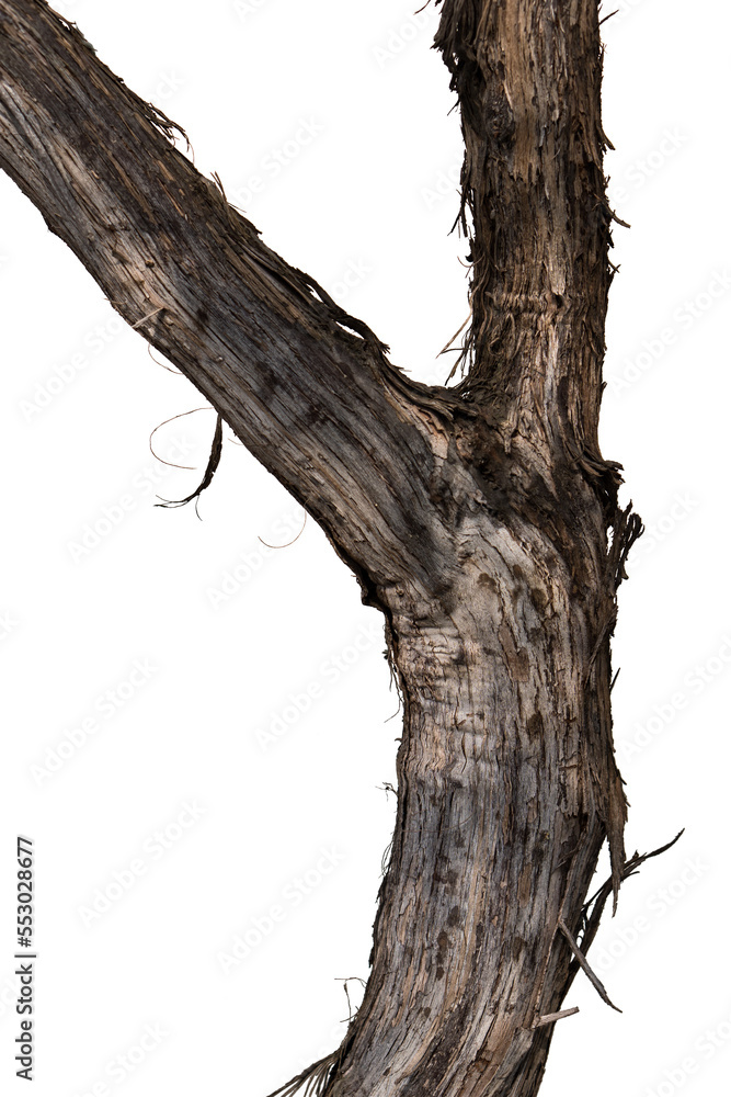 Naklejka premium vineyard trunk closeup