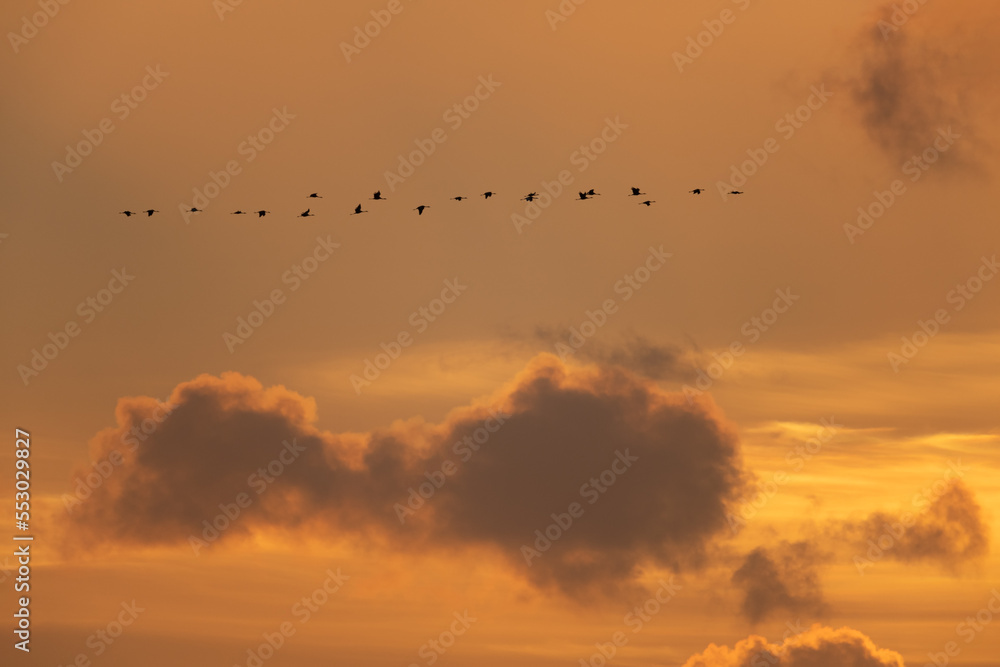 Autumn bird migration. Flying common crane at sunset.