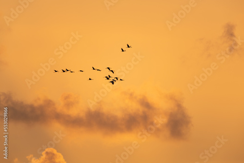 Autumn bird migration. Flying common crane at sunset.
