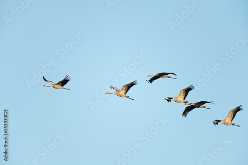 Autumn bird migration. Flying common crane at sunset. © Wolfgang Kruck