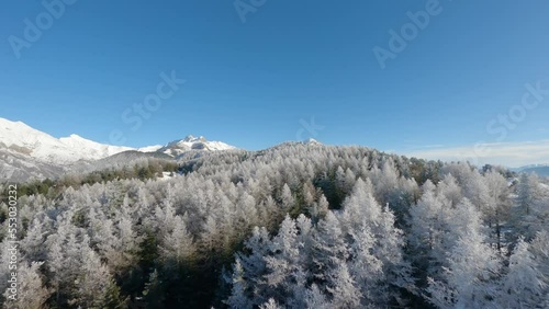 Wallpaper Mural Fly over a vast forest of green fir trees, whitened by the frost of a freezing and sunny winter day
 Torontodigital.ca