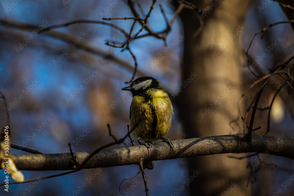 Fototapeta premium Great tit perching on branch