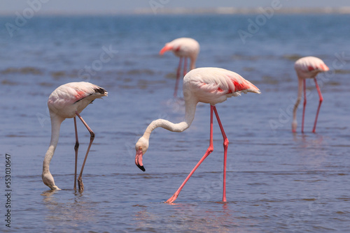 African coast of the Atlantic. Colony of pink flamingos. Swakopmund, Namibia.