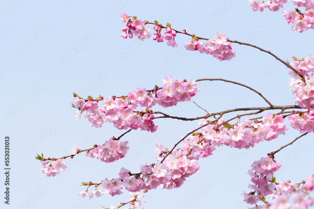 Pink Cherry blossom hanging from delicate branches on tree in spring against a clear pale blue sky