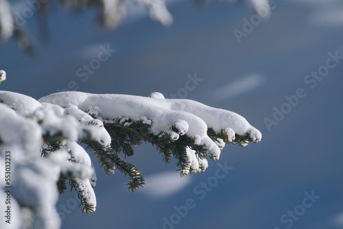 snow covered spruce tree at a sunny december day on the mountains © Chamois huntress