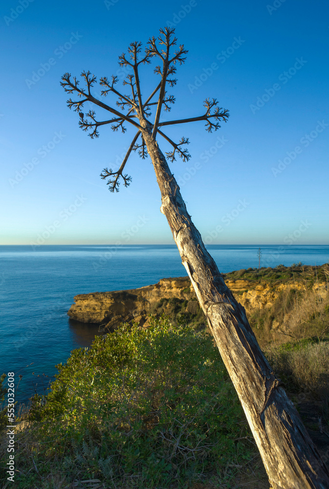 Agave with the stem leaning towards the sea Agave with the stem leaning towards the sea