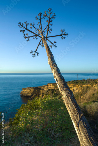 Agave with the stem leaning towards the sea photo