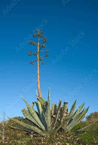 Agave plant with mast and large rosette photo