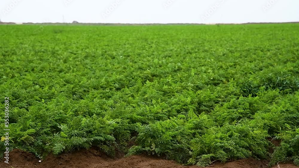 Carrots grow in the field Carrots grow in the field