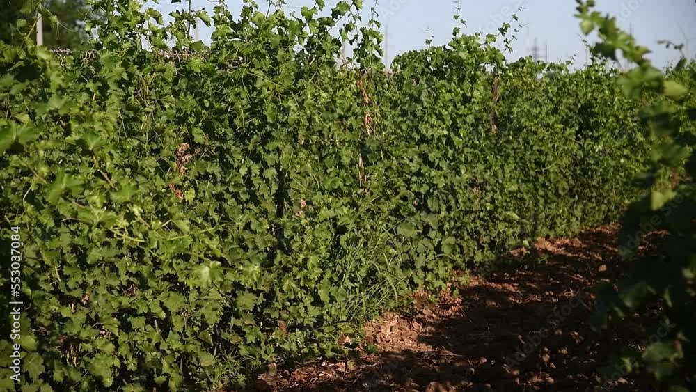 Rows of green vineyards in the summer season Rows of green vineyards in the summer season