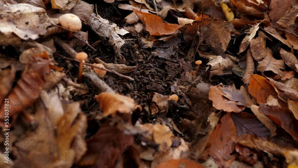 There are many small larvae in the soil among foliage and mushrooms in the forest in autumn. There are many small larvae in the soil among foliage and mushrooms in the forest in autumn.