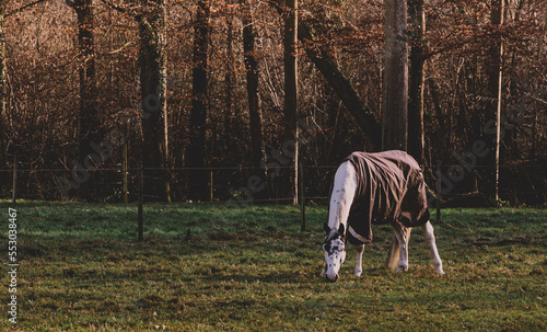 White horse wearing horse blanket on the field