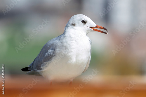 portrait of a black headed seagull