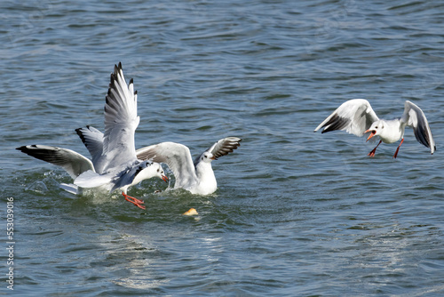 seagulls fighting for food