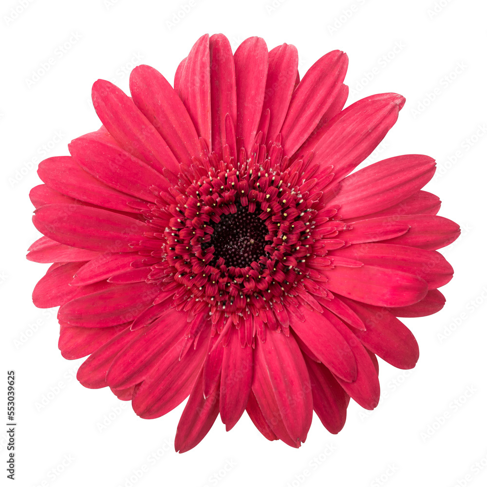 Red gerbera flower isolated on transparent background