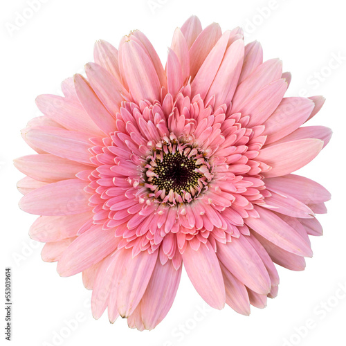 Pink gerbera flower isolated on transparent background © floralpro