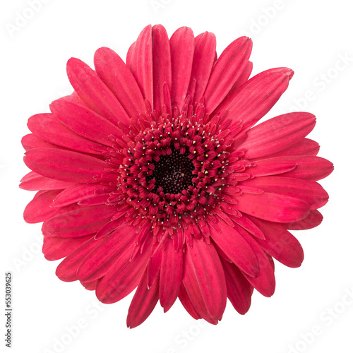 Red gerbera flower isolated on transparent background © floralpro