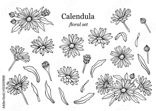 Сalendula flowers set, line art drawing. Marigold flowers, buds and leaves isolated on white background, vector illustration