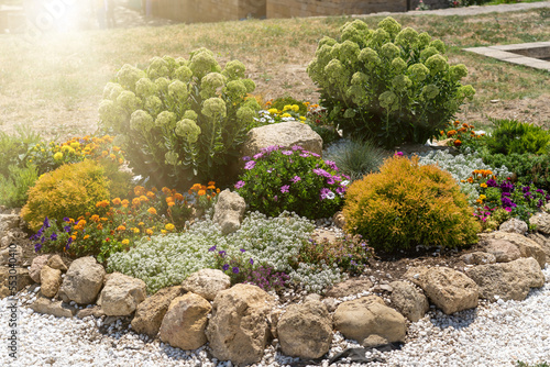 Various blooming perennial plants among stones in small rockery in summer garden