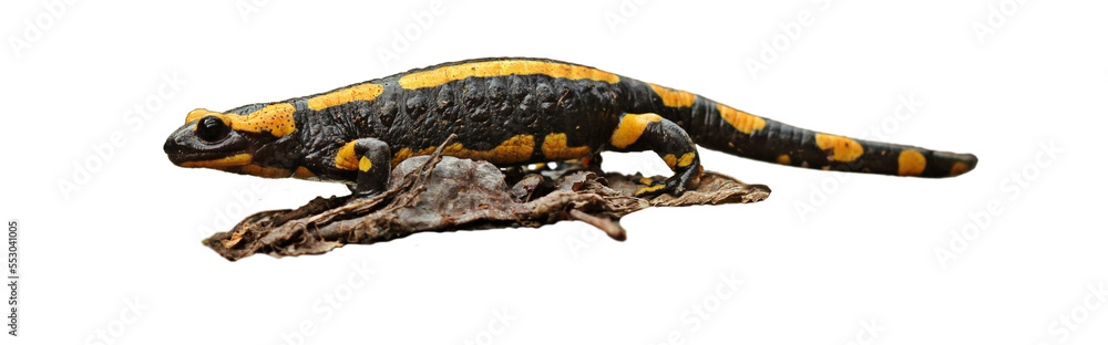 Obraz premium Feuersalamander (Salamandra slamandra), freigestellt 