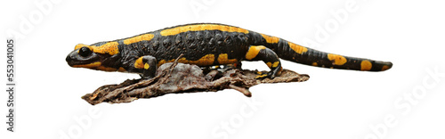 Feuersalamander (Salamandra slamandra), freigestellt
