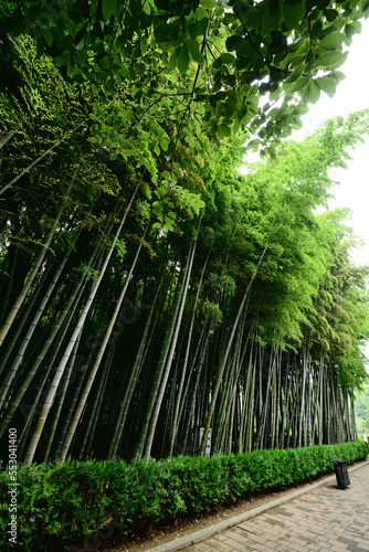 Bamboo forest in the park  Batumi