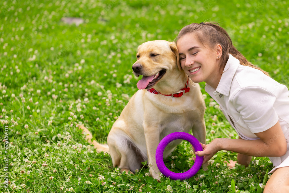 a young girl plays with a toy ring with a labrador dog on the grass a young girl plays with a toy ring with a labrador dog on the grass