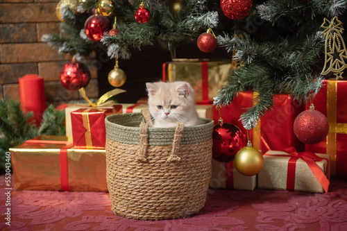 Cute British shorthair kitten sitting in a basket under the Christmas tree
