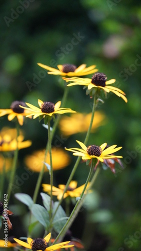 Gelbe Blume Closeup