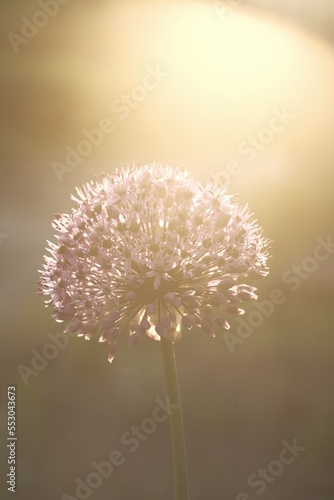 Wallpaper Mural White ball of flowers on a sunset background. Torontodigital.ca