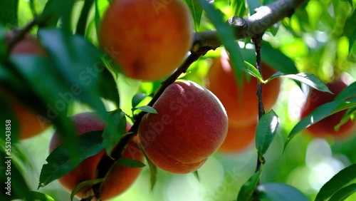 peach tree , green, şeftali , orange