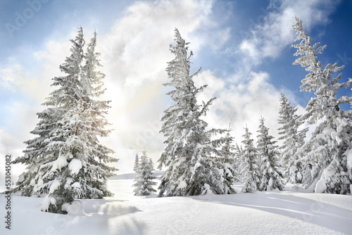 Winter landscape of mountains in fir tree forest covered snow and sun shines through snow covered spruce. Carpathian mountains