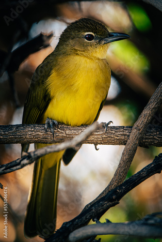 Gelbbauchbülbül (Chlorocichla flaviventris) in einem Busch am Okavango, Namibia photo