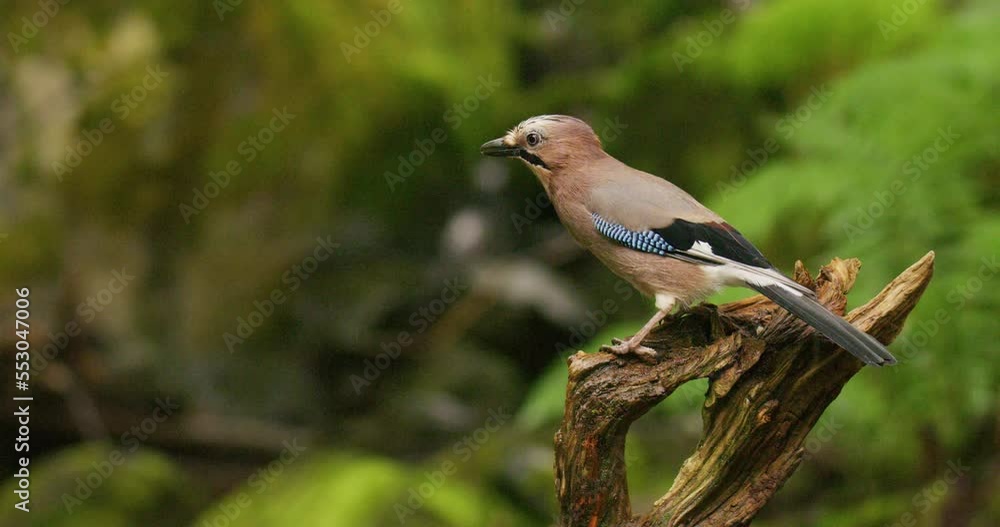 Eurasian jay bird standing on overturned tree and flying away Eurasian jay bird standing on overturned tree and flying away