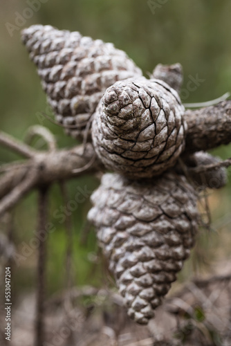 A group of dried pine cones on a fallen branch.