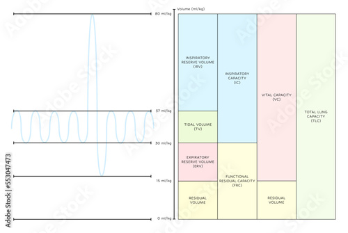 Lung volumes and capacities