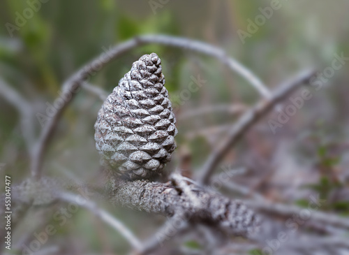 A dry pinecone surrounded by branches.