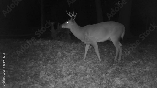 young whitetail deer buck in forest at night