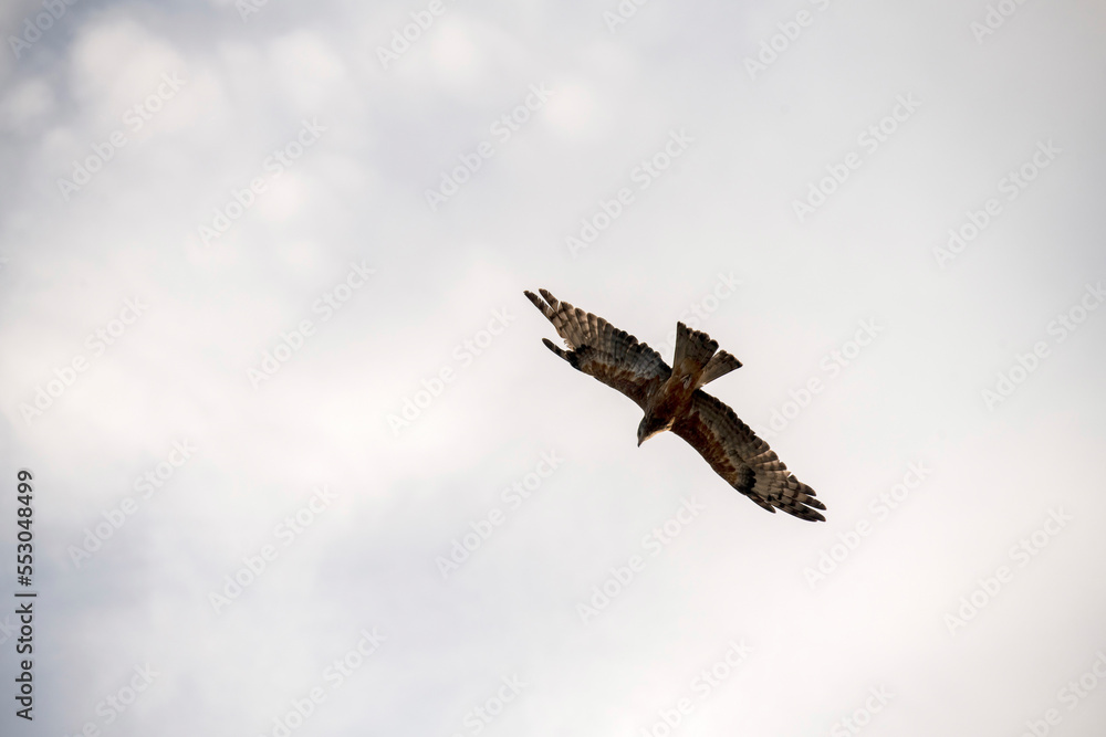 Obraz premium Black Kite (Milvus migrans)