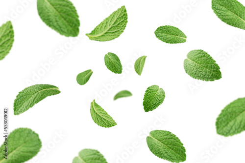 Falling mint leaves, spearmint, isolated on white background, selective focus photo