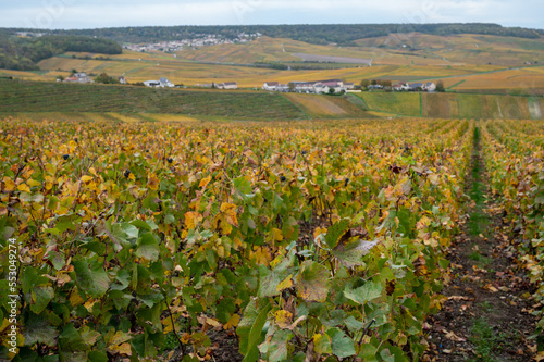 Colorful leaves and ripe clusters of pinot meunier grapes at autuimn on champagne vineyards in village Hautvillers near Epernay  Champange  France