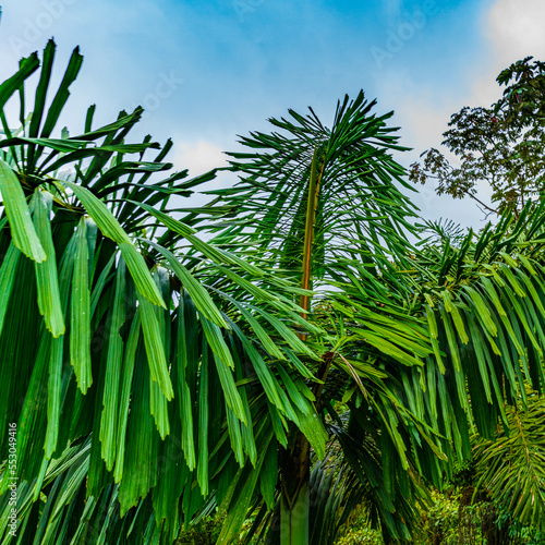 Jungle in the Arenal region of Costa Rica  La Fortuna  Costa Rica. Central America