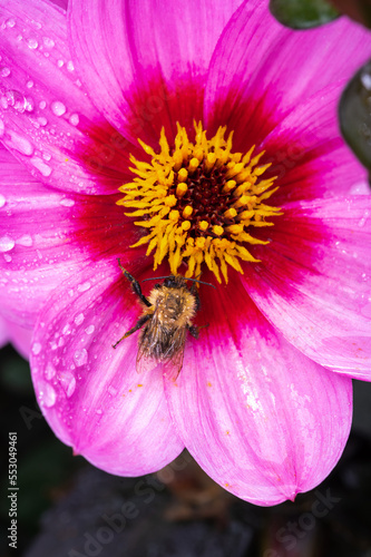 Small bee sitting on flower of Asteraceae Dahlia Happy single wink