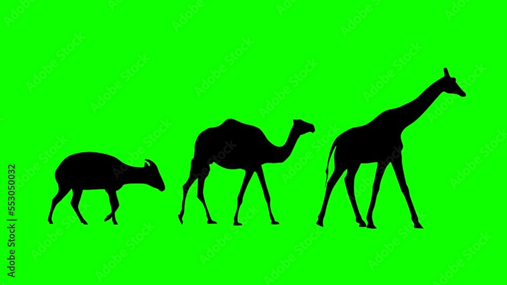 Walking giraffe, camel and bongo antelope: animation on the green background (seamless loop) Walking giraffe, camel and bongo antelope: animation on the green background (seamless loop)