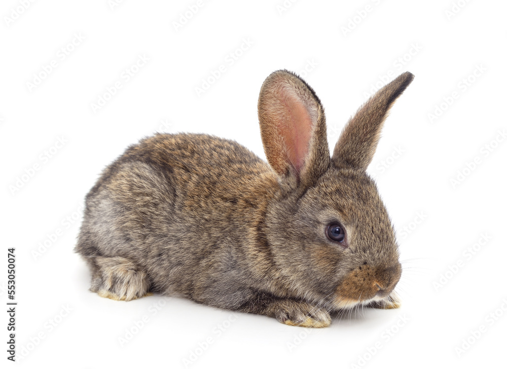 One brown rabbit. One brown rabbit.