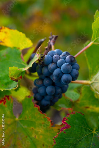 Ripe clusters of pinot meunier grapes in autuimn on champagne vineyards in village Hautvillers near Epernay  Champange  France