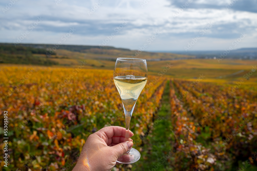 Fototapeta premium Tasting of french sparkling white wine with bubbles champagne on outdoor terrace with view on colorful grand cru Champagne vineyards in Cramant in October, near Epernay, France